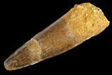 Bargain Spinosaurus Tooth - Real Dinosaur Tooth #86488-1